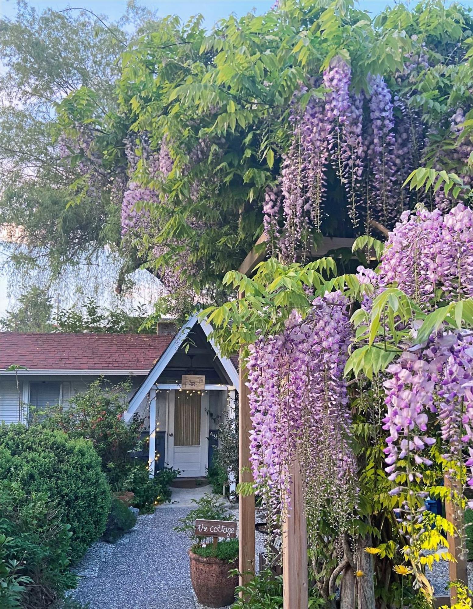 Wisteria Guest House Ganges Ngoại thất bức ảnh